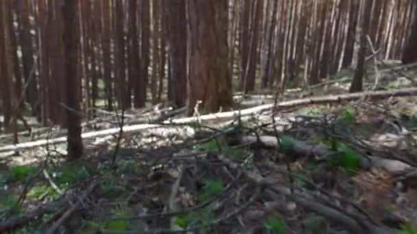 Spazieren Sie an einem sonnigen Tag durch den Kiefernwald. Die Kamera bewegt sich zwischen Baumstämmen. — Stockvideo