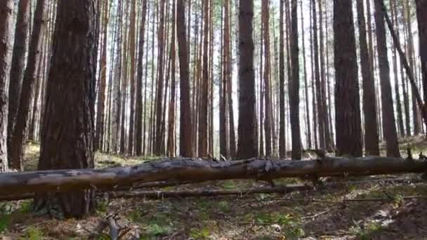 Wandel door het dennenbos op een zonnige dag. De camera beweegt tussen boomstammen. — Stockvideo