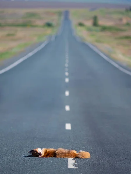 Foto vertical - un zorro atropellado por un coche. —  Fotos de Stock