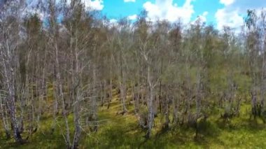 Ormanı böcekler yemiş. Yapraksız dallar. Kamera ormanın kenarında hareket ediyor..
