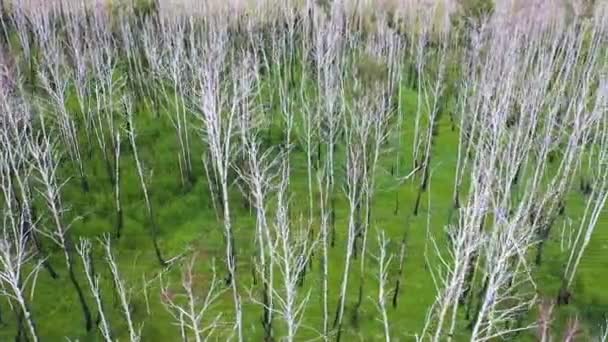 Geçen yıl bir yangından sonra bir ormanın üzerinde uçmak. Yapraksız dallar. Kamera ağaçların tepesinde uçuyor.. — Stok video