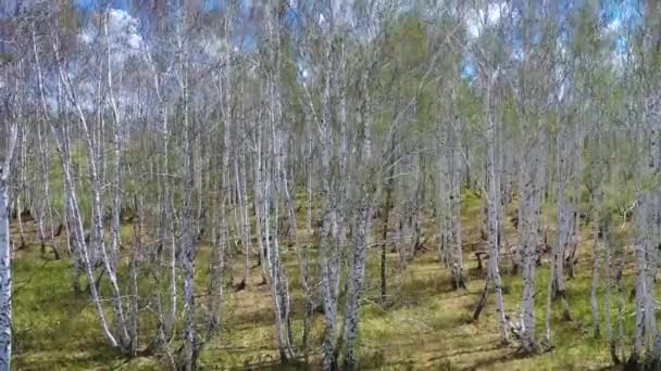 Les sežraný brouky. Holé větve bez listí. Kamera se zvedá podél kmenů stromů až k vrcholkům. — Stock video