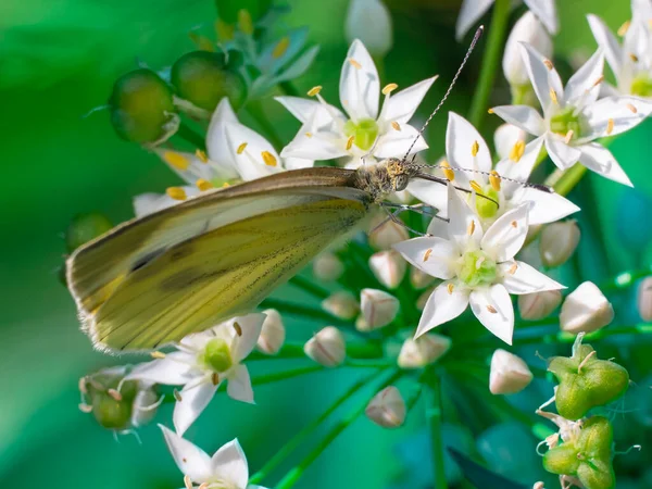 Der Kohlschmetterling - Pieris brassicae - sitzt auf einer Blume und sammelt Nektar. — Stockfoto