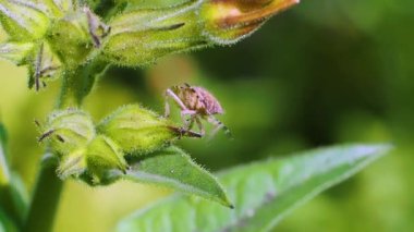 Carpocoris purpureipennis bir çiçekten diğerine tırmanır..