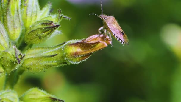 Carpocoris purpureipennis坐在一朵绿色的花朵上. — 图库视频影像