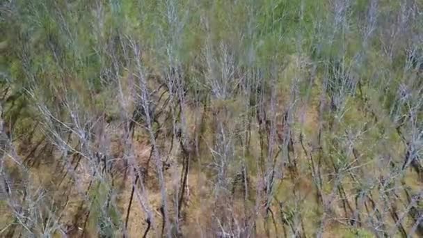 Volare sopra la foresta, mangiato dagli scarafaggi. Rami nudi senza foglie. La telecamera vola sopra le cime degli alberi. — Video Stock