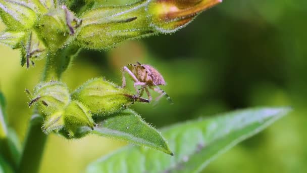 Carpocoris purpureipennis Grimpe d'une fleur à l'autre. — Video