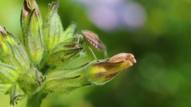Carpocoris purpureipennis yeşil bir çiçeğe tırmanır..