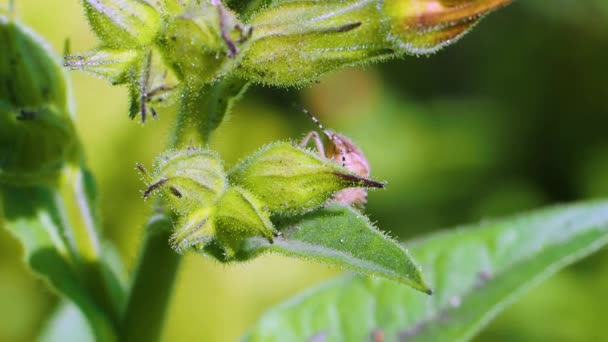 Carpocoris purpureipennis trepa sobre una hoja de flor verde. — Vídeo de stock