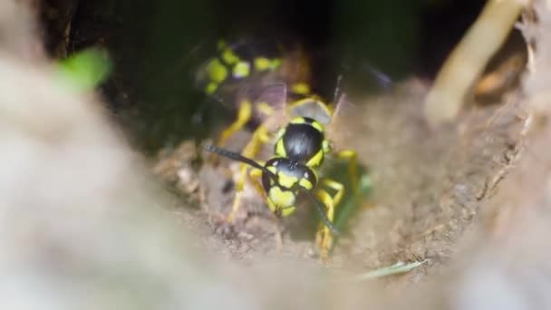 Macro vidéo - abeilles ou guêpes. Ils travaillent - ils entrent et sortent de chez eux. Construction d'un abri d'hiver dans la forêt. — Video