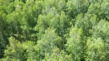 Yeşil ormanın üzerinden uçacağız. Vahşi yaşamı koruma kavramı.