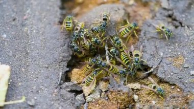 Arılar bir kovan inşa ediyor..