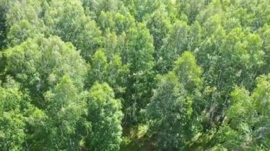 Vahşi yaşamı koruma konsepti. - Yeşil ormanın üzerinden uçuyor..