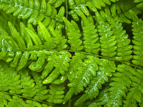 Helecho verde en un bosque - foto de cerca. Contexto. —  Fotos de Stock
