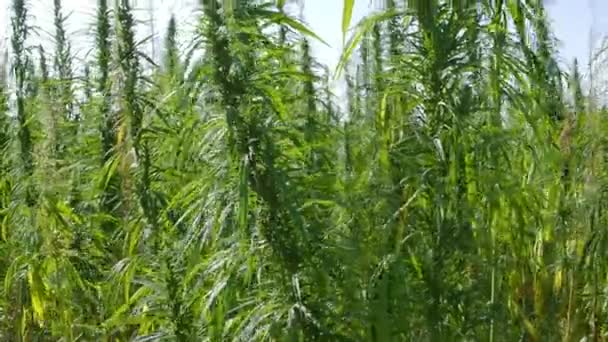 Canapa. Campo di coltivazione della cannabis per scopi medici. — Video Stock