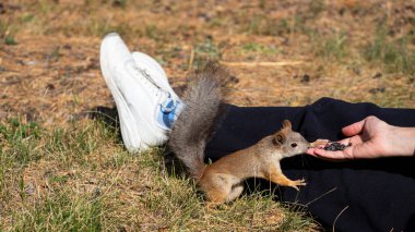 Kadın Sincap 'ı şehir parkında ayçekirdeğiyle besliyor. Format fotoğrafı 16x9.