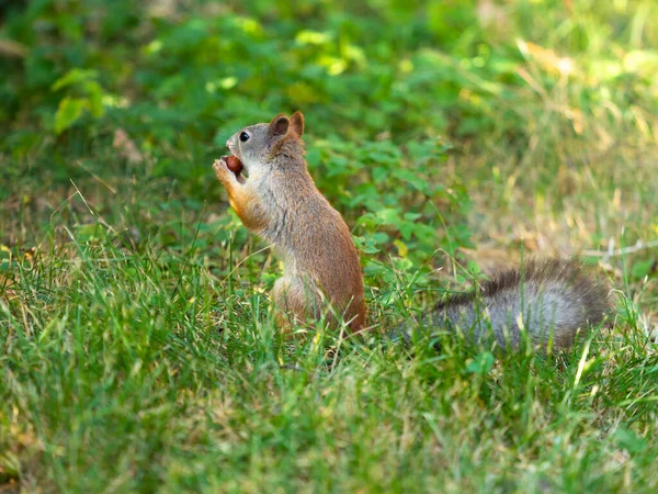 Gros plan - l'écureuil est assis sur de l'herbe verte et tient une noix dans sa bouche. — Photo