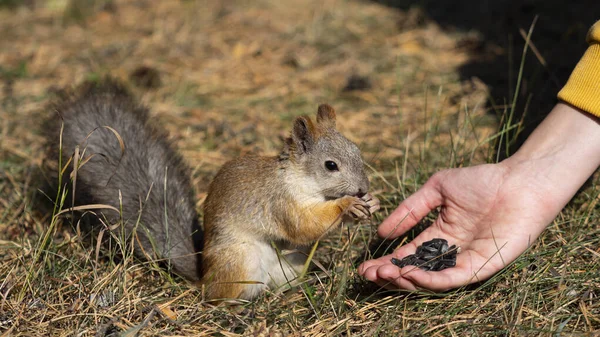 Close-up - uma mulher alimenta o esquilo com sementes de girassol. Formato foto 16x9. — Fotografia de Stock