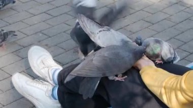 Kadın ve güvercinler. Bir kadın ayçekirdeği ile güvercinleri besler..