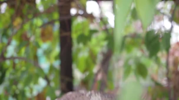 Close-up of a mercenary soldier on a mission. He moves slowly through the forest, tracking down the enemy. — Stock Video