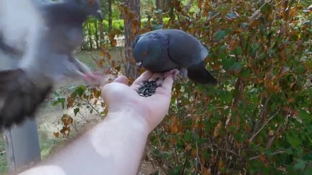 Крупный план - человеческая рука и голуби. Человек кормит голубей семенами подсолнечника. — стоковое видео