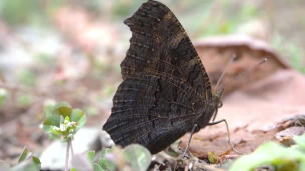 Macro video - vlinder zit op de grond. Linnaeus. — Stockvideo