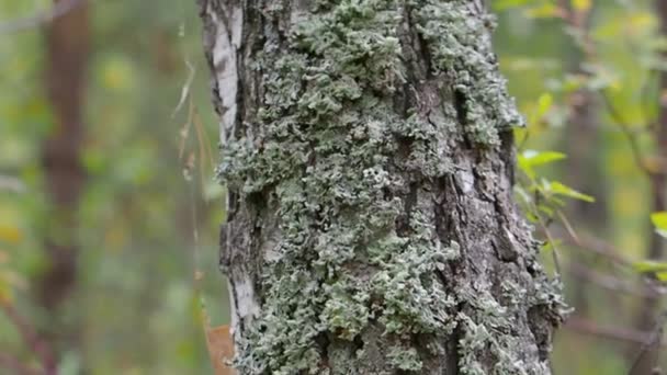 El hongo chaga medicinal crece en la corteza de un árbol. La cámara se mueve a lo largo del tronco cubierto de musgo. — Vídeo de stock
