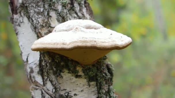 El hongo chaga medicinal crece en la corteza de un árbol. Seta del árbol en el árbol. Primer plano de vídeo. — Vídeo de stock