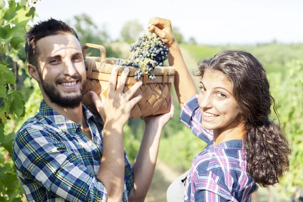 Young couple picks grapes in vineyard — Stock Photo, Image