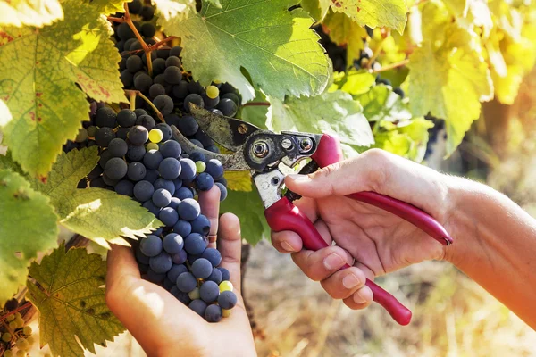 Primo piano delle mani per raccogliere un grappolo d'uva — Foto Stock