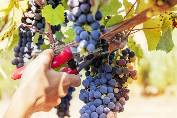 Közelkép a kezét, hogy gyűjtsön egy csomó-ból szőlő — Stock Fotó