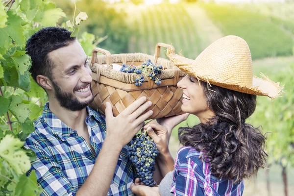 Young couple picks grapes in vineyard — Stock Photo, Image