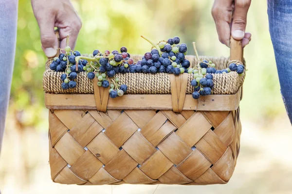 Uvas em um cesto transportado por duas mãos — Fotografia de Stock