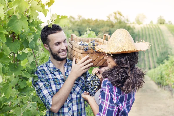 Young couple picks grapes in vineyard — Stock Photo, Image