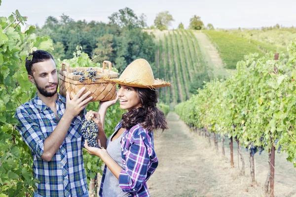 Młoda para wybiera winogron w winnicy — Zdjęcie stockowe