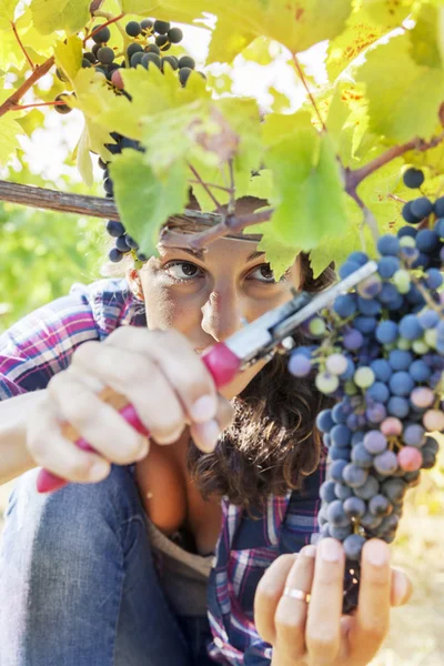 Junge Frau pflückt Trauben in einem Weinberg — Stockfoto