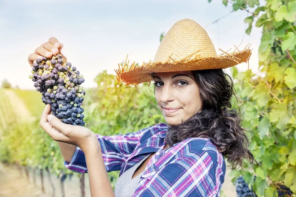 Chica bonita recoge uvas en un viñedo — Foto de Stock