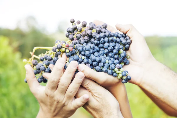 Jordbrukarna händer visar färska plockade röda druvor — Stockfoto
