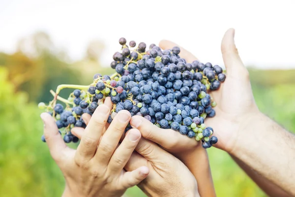 Agricultores manos mostrando uvas rojas recién recogidas — Foto de Stock