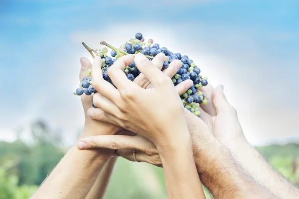 Agricultores mãos mostrando uvas vermelhas recém-colhidas — Fotografia de Stock