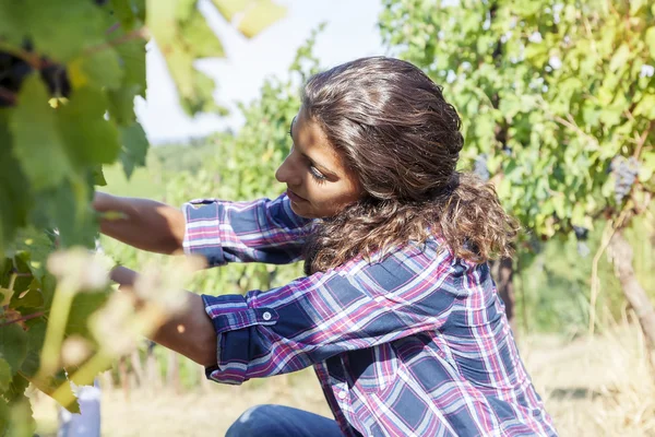 Joven recoge uvas en un viñedo — Foto de Stock