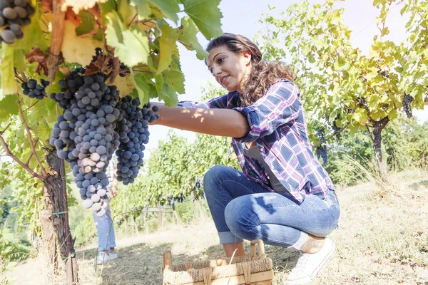 Joven recoge uvas en un viñedo — Foto de Stock