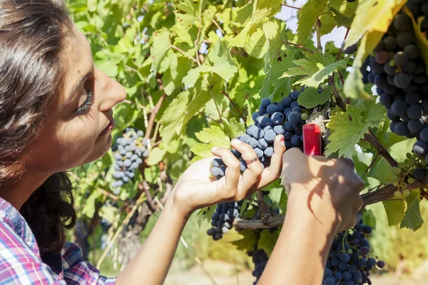 Giovane donna raccoglie uva in un vigneto — Foto Stock