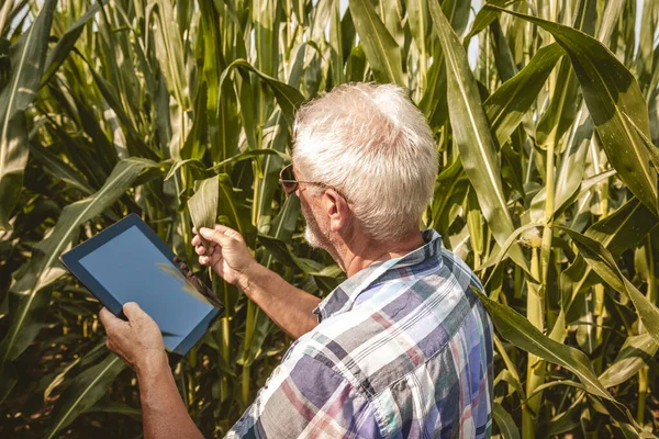 modern technological farmer while checking the growth data of corn on the tablet of his cultivated fields. concept of sustainable exploitation of natural resources.