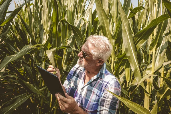 Agricultor Tecnológico Moderno Mientras Que Comprobación Los Datos Crecimiento Del — Foto de Stock