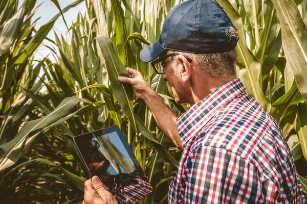 modern technological farmer while checking the growth data of corn on the tablet of his cultivated fields. concept of sustainable exploitation of natural resources.