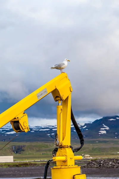 Seagull Resting Yellow Lifting Machine Northern Country Harbor — Stock Photo, Image