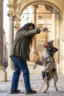 Kadın ve Merle Avustralyalı çoban şehir kemerinde tasmalı turuncu bir oyuncakla yakalamaca oynuyorlar.