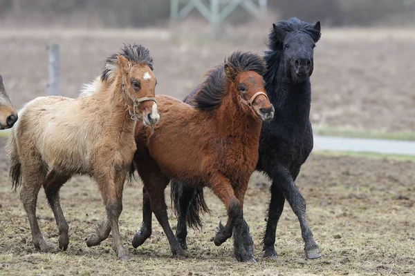 Islandczycy, Islandia konie, Islandia kucyk, Islandia, Pony, koń — Zdjęcie stockowe