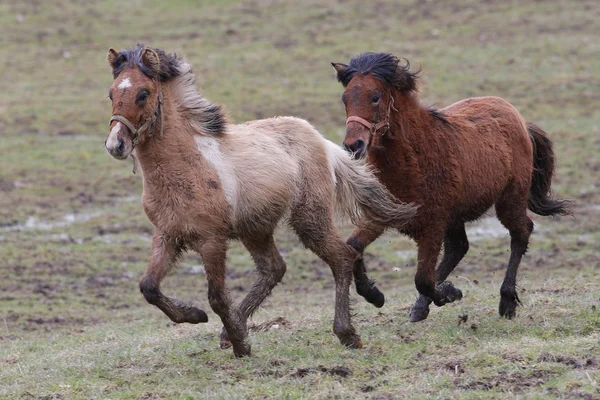 Os islandeses, Islândia cavalos, Islândia pônei, Islândia, pônei, cavalo — Fotografia de Stock